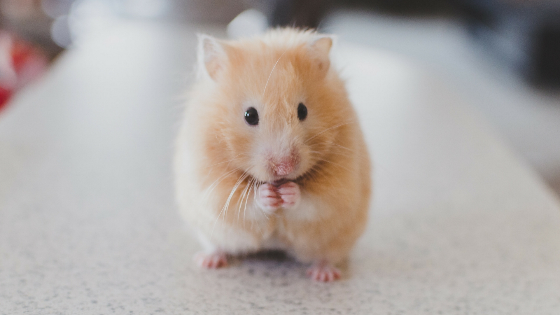 Scientists study drug resistance to kala azar using hamsters
